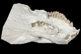 Oreodont (Merycoidodon) Partial Skull - Wyoming #123182-5